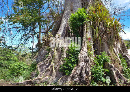 Grandi seta di cotone albero che cresce sul ciglio della strada a Tobago Foto Stock