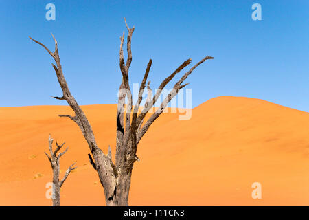 Antichi alberi morti sulle saline presso le dune di sabbia rossa al Sossusvlei, all'interno del Parco Namib-Naukluft, un sito Patrimonio Mondiale dell'UNESCO, Namibia. Foto Stock