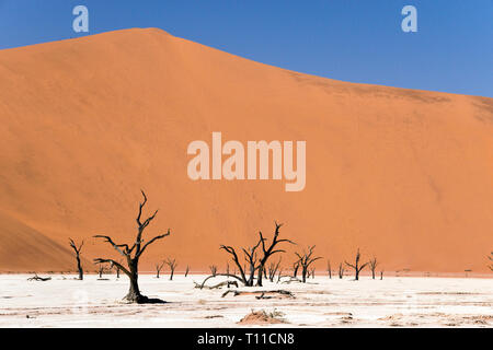 Antichi alberi morti sulle saline presso le dune di sabbia rossa al Sossusvlei, all'interno del Parco Namib-Naukluft, un sito Patrimonio Mondiale dell'UNESCO, Namibia. Foto Stock