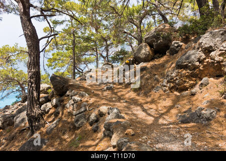 Alberi di pino sulla E4 trail lungo il litorale tra Loutro e Agia Roumeli a sud-ovest di od isola di Creta, Grecia Foto Stock