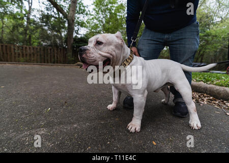 American Bulli photoshoot Foto Stock