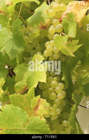 Grappolo di uva per ceppo di vite in un frutteto Foto Stock