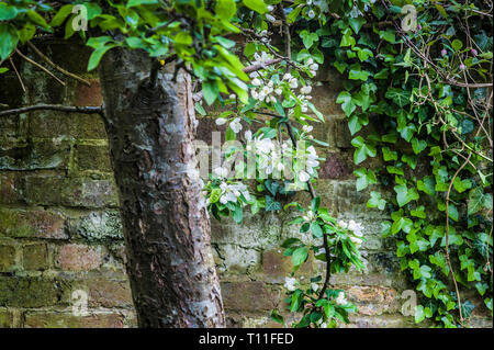 Il tronco e un ramo di Malus sylvestris, Crab Apple con l'edera Hedera, climing un muro di mattoni dietro Foto Stock