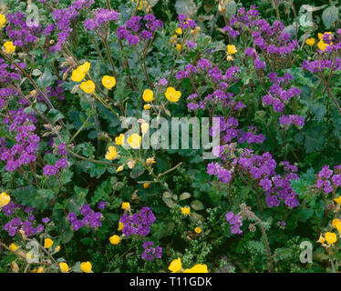 Stati Uniti, California, Parco Nazionale della Valle della Morte, tacca-leaf phacelia e golden Evening Primerose in fiore nei pressi di Furnace Creek. Foto Stock