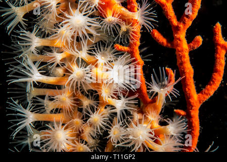 Polipi di cluster di giallo (anemone Parazoanthus axinellae) Foto Stock