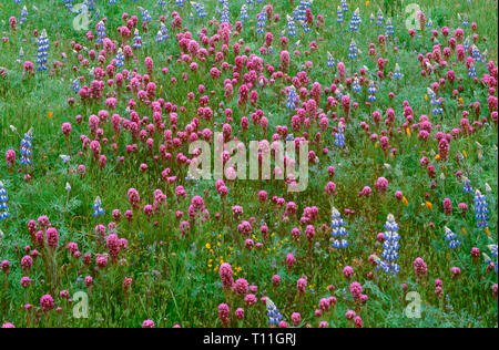 Stati Uniti, California, Costiera montagne, molla lussureggiante fioritura di viola gufi trifoglio e Douglas di lupino presso Shell Creek Valley. Foto Stock