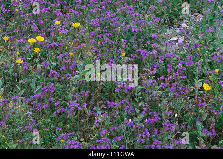 Stati Uniti, California, Parco Nazionale della Valle della Morte, tacca-leaf phacelia e golden Evening Primerose in fiore nei pressi di Furnace Creek. Foto Stock