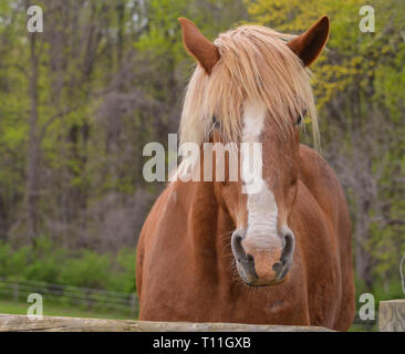 Grande cavallo da lavoro in pascolo lentamente camminando verso la macchina fotografica. Foto Stock