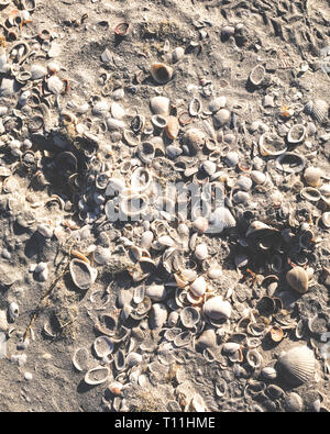 Conchiglie sulla spiaggia a Sanibel Island, Fl. Foto Stock