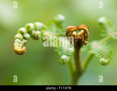 Una chiusura della nuova crescita in primavera di un unico stelo di felce aquilina, Pteridium aquilinum Foto Stock