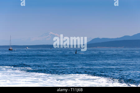 La pinna di un maschio di Orca whale vicino a Vancouver Island. Mt Baker è visibile in background. Foto Stock