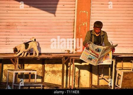 Lettore di giornali e cani, Sardar Mercato, Jodhpur, Rajasthan, India Foto Stock