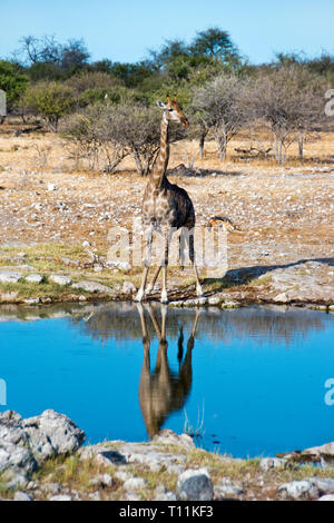 Una giraffa bevande a waterhole in Etosha National Park, Namibia. Foto Stock