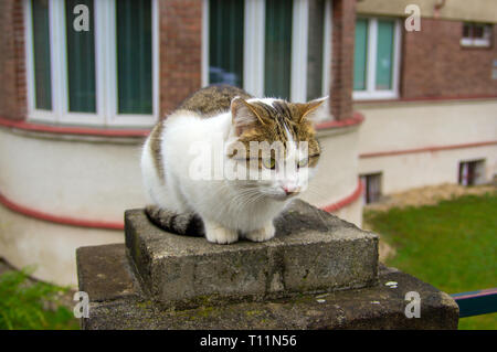 Il gatto si siede su un recinto vicino a hous Foto Stock