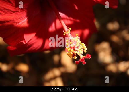 Chiudere l immagine di un ibisco rosso fiore in primavera a Orlando in Florida. Foto Stock
