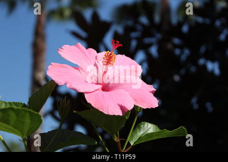 Chiudere l immagine di un ibisco rosa fiore in primavera a Orlando in Florida. Foto Stock