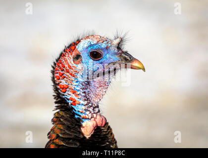 Wild Turkey, hen, close up, Manitoba, Canada. Foto Stock