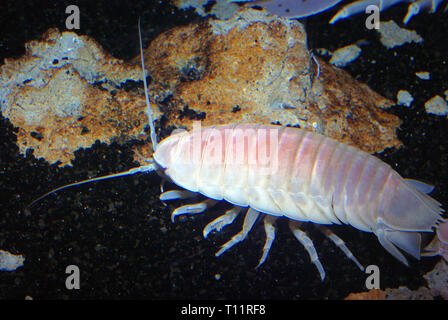 Gigante isopod (Bathynomus giganteus) Foto Stock