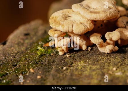 Macro di piccoli funghi su un pezzo di legno Foto Stock