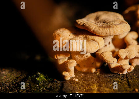 Macro di piccoli funghi su un pezzo di legno Foto Stock