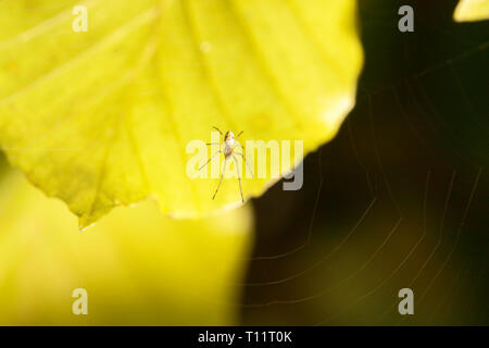 Little spider nella parte anteriore di una foglia di colore giallo Foto Stock