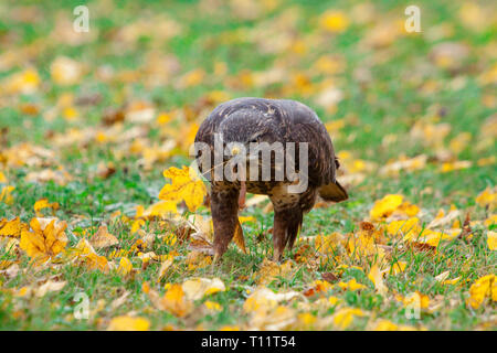 La poiana nel prato di caccia un worm Foto Stock