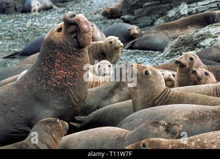 Tutti gli occhi di questo harem di femmina elefante settentrionale guarnizioni (Mirounga angustirostris) sono sul più grande maschio, che è facilmente identificato dal suo muso prominente (naso). La proboscide flessibile ha ricordato al namers della specie di un elefante del tronco. Le guarnizioni di tenuta di sesso maschile hanno denti affilati e spesso sono insanguinato e segnato da ogni altro mentre sono in lotta per la supremazia 40-50 femmine durante l'annuale stagione di accoppiamento. Più di un secolo fa il nord di foche elefanti estinzione faccia da essere braccati per olio per lampada da loro blubber. Oggi questi mammiferi marini sono protetti da leggi negli Stati Uniti e in Messico. Foto Stock