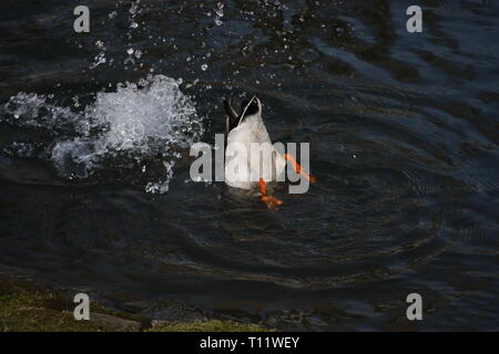 Un close-up di un anatra di immersioni nel lago che allunga la sua estremità posteriore fuori dall'acqua Foto Stock