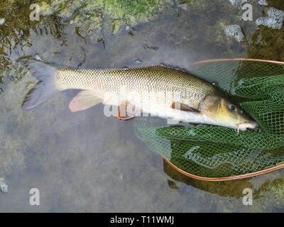 Un grasso barbo è stato catturato nel fiume con la canna da mosca e una piccola ninfa Foto Stock