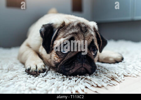Triste pug cane è stato punito e lasciati da soli in cucina Foto Stock