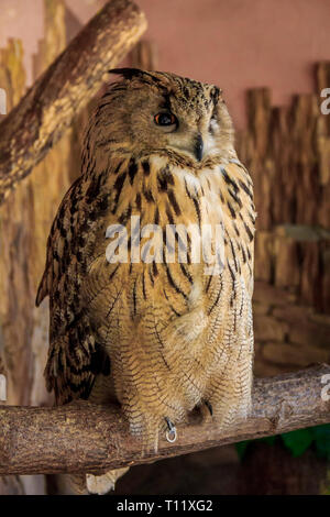 Il gufo allo zoo. Foresta grande uccello in cattività. Foto Stock