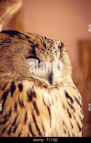 Il gufo allo zoo. Foresta grande uccello in cattività. Foto Stock
