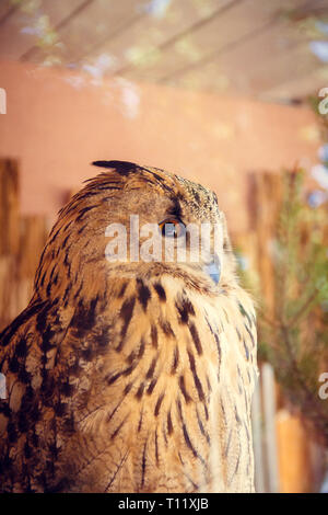 Il gufo allo zoo. Foresta grande uccello in cattività. Foto Stock