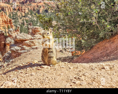 Scoiattolo striado in anfiteatri di Bryce Canyon National Park nello Utah Stati Uniti d'America Foto Stock