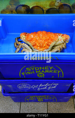 SYDNEY, Australia - 18 lug 2018- Vista del Sydney Fish Market, situato sulla baia di Blackwattle in Pyrmont, Sydney, Nuovo Galles del Sud, Australia. Foto Stock