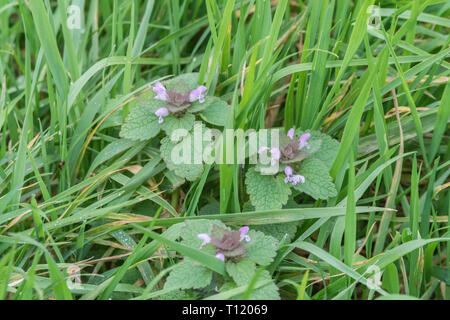 Fiori e fogliame di Rosso Dead-Nettle / Lamium purpureum. Una volta era utilizzato in rimedi a base di erbe e foglie possono anche essere mangiato quando viene cotto. Foto Stock