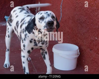 Cane che abbaia dalmata outdoor parete rossa Foto Stock