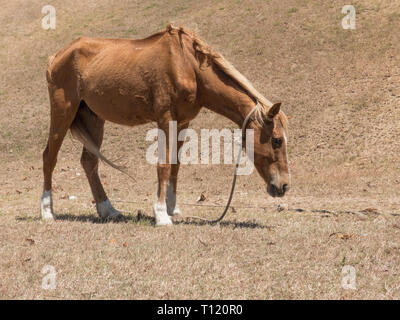 Brown cavalli domestici mangiare erba secca spazio copia Foto Stock