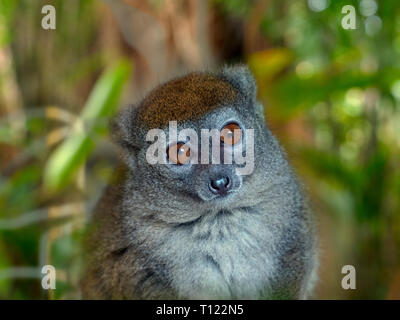 Western minore lemure bambù Hapalemur occidentalis noto anche come il nord del bamboo lemur ,western lemure dolce,Sambirano minore lemure di bambù Foto Stock