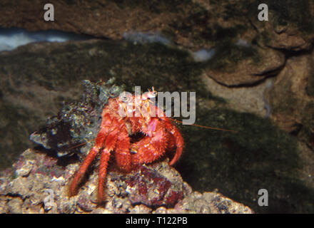 Rosso granchio eremita (Dardano calidus) Foto Stock