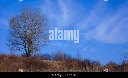 Di un albero solitario su uno sfondo blu Foto Stock