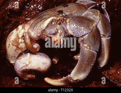 Terra indonesiana eremita granchi (variabilis brevimanus) fuori del suo mantello Foto Stock