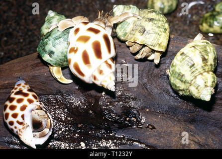 Eremita indonesiano granchio terrestre (variabilis brevimanus) Foto Stock