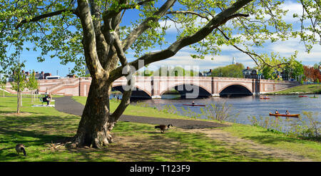 Vista panoramica di Anderson Bridge a Cambridge, Massachusetts. Canoe sulla Charles, persone agghiaccianti sulla riva del fiume, Oche del Canada intorno a un piano di Londra Foto Stock