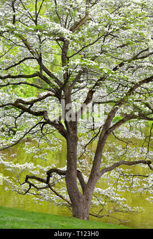 Fioritura sanguinello, sfondo a molla Foto Stock