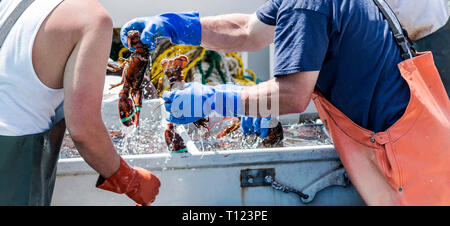 Appena pescato astice essendo ordinati per aragosta uomini su una barca da pesca nel Maine. Foto Stock