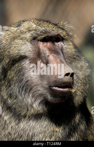 Babbuino Oliva, papio anubis, presso il popcorn Park Zoo, fiume a forcella, New Jersey, USA. Un babbuino Bakari guardare una simile da spettacolo TV Serengeti. Foto Stock