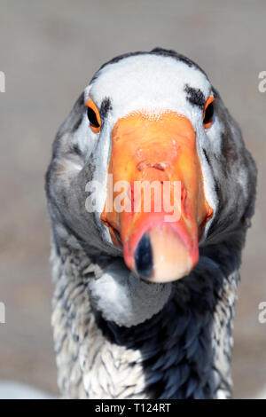 Un primo piano di un'anatra dall'aspetto divertente Foto Stock