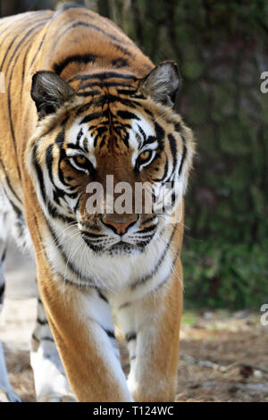 Tigre del Bengala, Panthera tigri, a Popcorn Park Zoo, fiume a forcella, New Jersey, STATI UNITI D'AMERICA Foto Stock