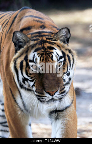 Tigre del Bengala, Panthera tigri, a Popcorn Park Zoo, fiume a forcella, New Jersey, STATI UNITI D'AMERICA Foto Stock